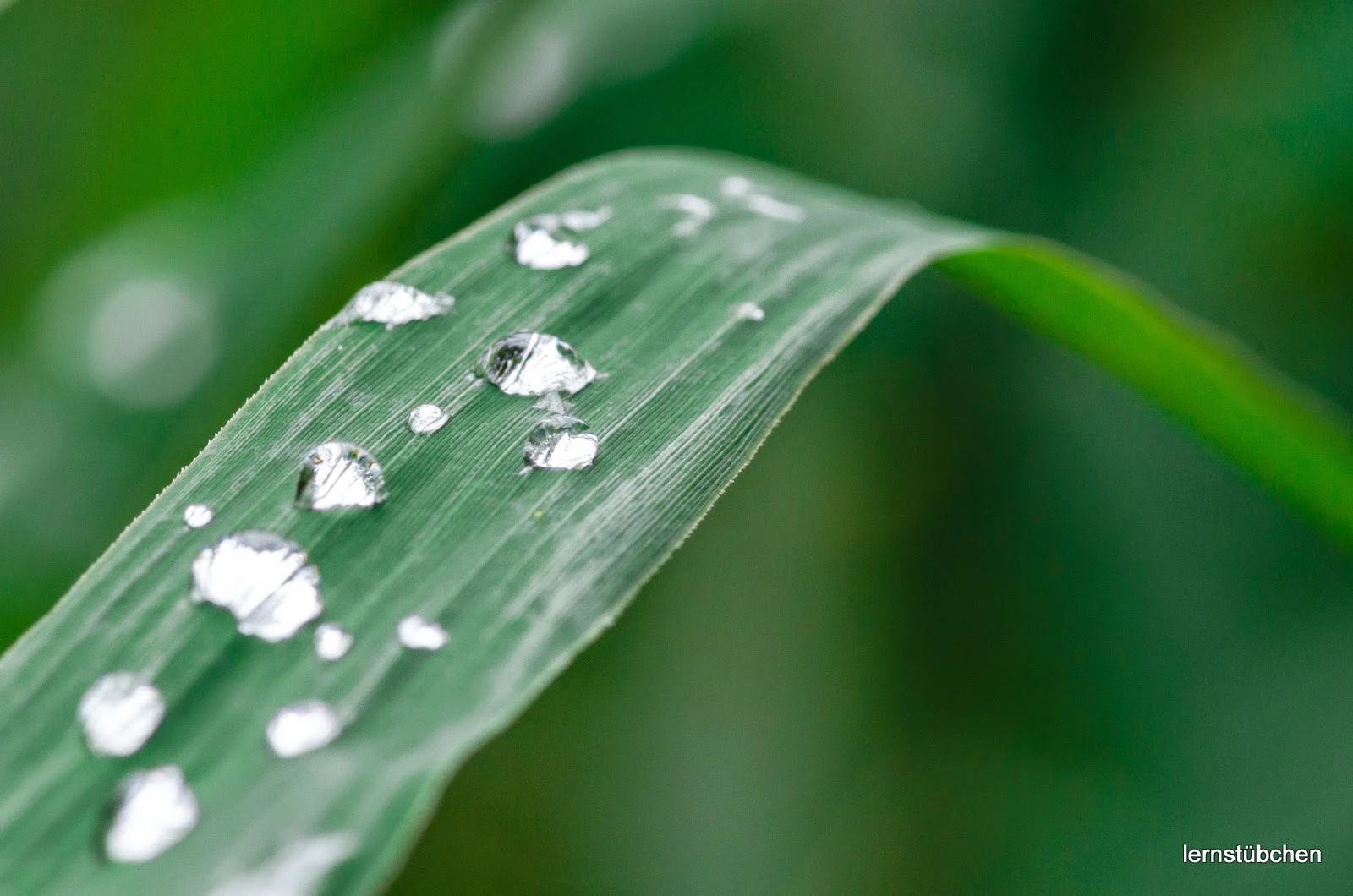 Wassertropfen auf Grashalm.jpeg